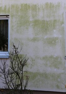 Grüne Hausfassade durch Algenbewuchs